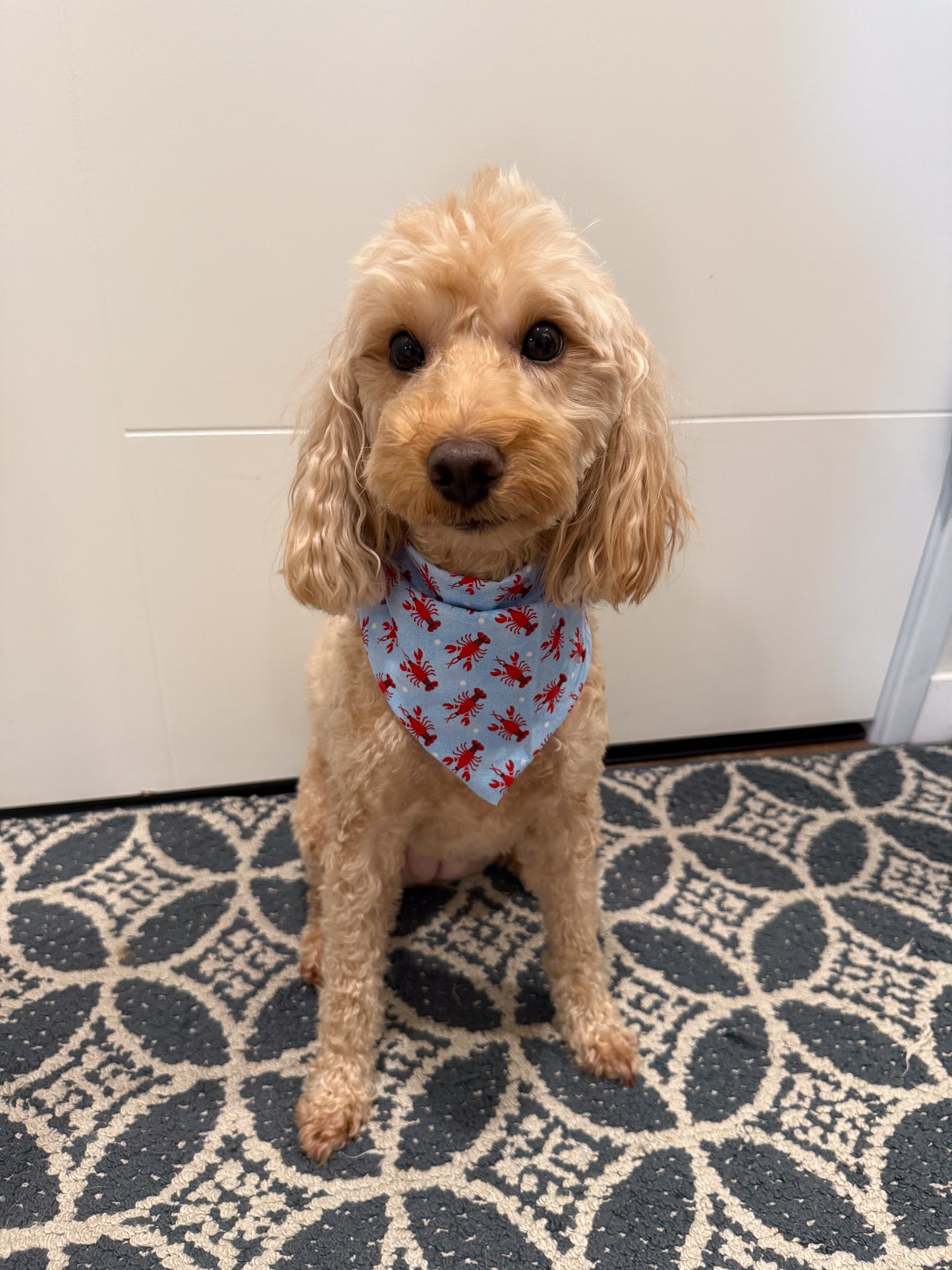 Snappy Style Dog Bandana 🦞🌊