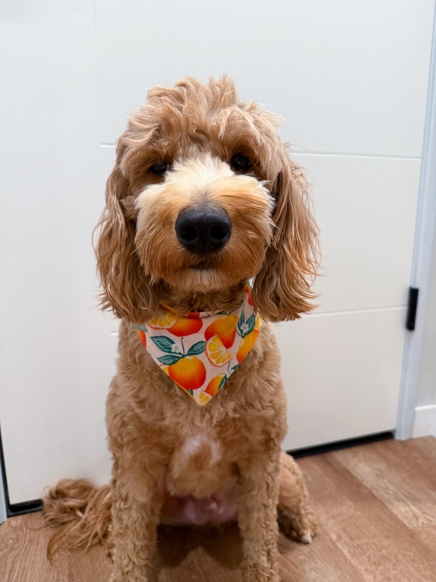 Citrus Bloom Dog Bandana 🍊🌿